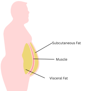 An image showing where subcutaneous fat and visceral fat is located in the body.